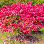 Dwarf Burning Bush Live Plant in 4" Pot, Hardy Landscape Plant for Borders and Garden Design, Red Shrub