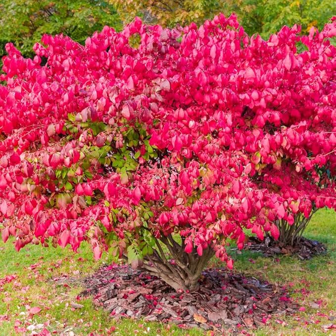 Dwarf Burning Bush Live Plant in 4" Pot, Hardy Landscape Plant for Borders and Garden Design, Red Shrub