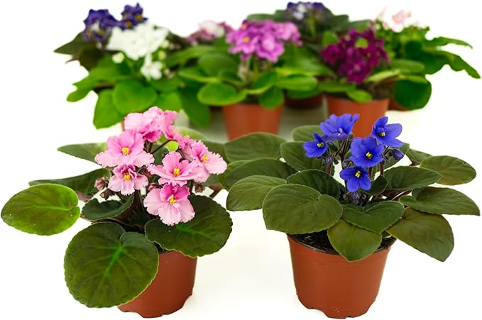 Optimara African Violet Variety Pack (2 Plants) 4" Pots, Grower's-Choice Assorted Varieties