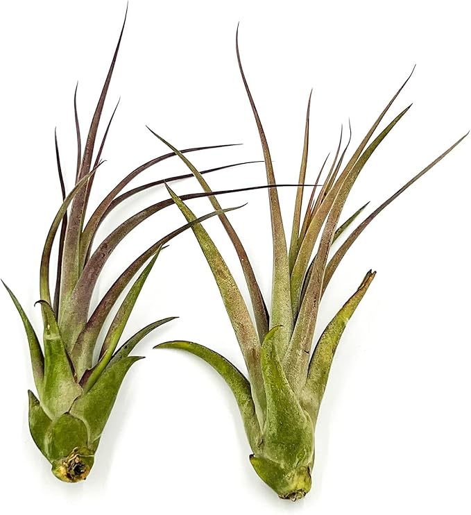 ragnaroc Live Air Plant – Tillandsia Capiput, Jumbo 6-9” - 3 ct - Live Arrival Guaranteed - House Plants for Home Decor & Gift
