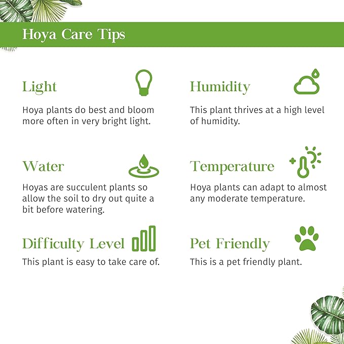 Hoya Sweetheart Live Plant for Indoor | Different Houseplants in 3'' Pot | Real House Plant for Living Room, Office, Desk & Bathroom | Sweetheart | Lucky-Heart | Hoya kerrii