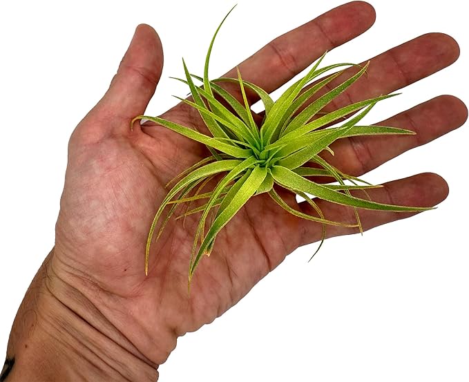 Live Air Plants - Tillandsia Geminiflora 3-6" - 1ct – ragnaroc Live Indoor Plant - Live Arrival Guaranteed - House Plants for Home Decor & Gift