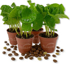 Coffee Plant - 4 Live Starter Plants - Coffea Arabica - Beautiful Easy Care Indoor Houseplant for The Edible Patio and Garden