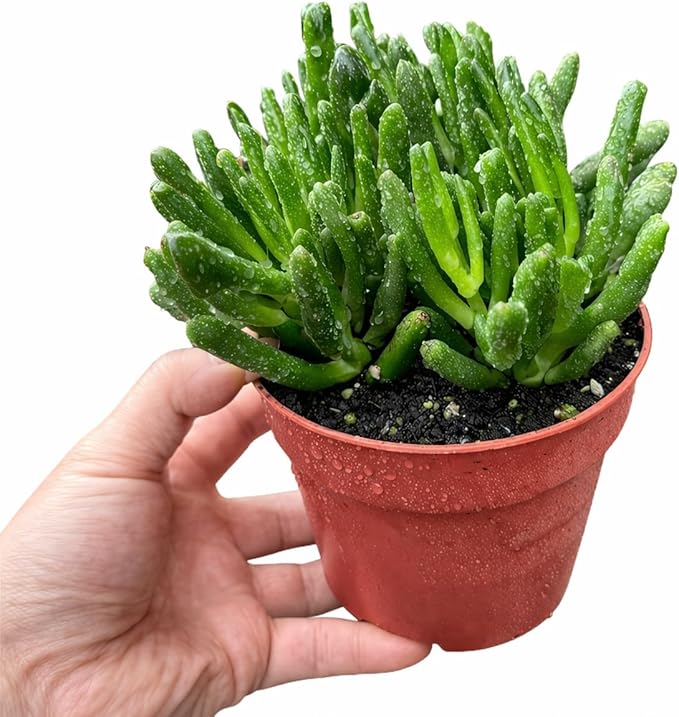 Live Succulent Plant in 4 Inch Pot, Green Finger-Like Foliage, Easy Care Indoor House Plant