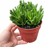 Live Succulent Plant in 4 Inch Pot, Green Finger-Like Foliage, Easy Care Indoor House Plant
