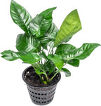 SubstrateSource Anubias Live Aquarium Plants - Potted Freshwater Plant for Fish Tanks, Terrariums - Beginner Friendly Low Light (Barteri Striped, Mother Plant)