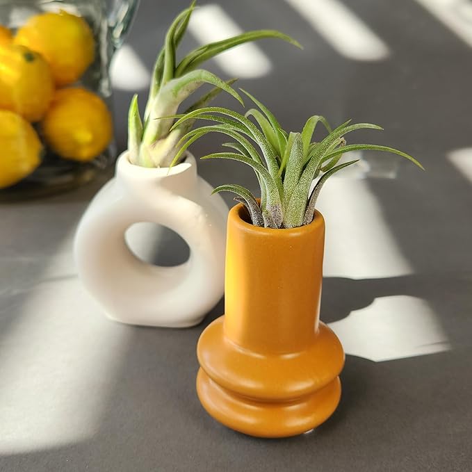 Live Air Plants with Decorative White & Orange Air Plant Holder Duo (2-Pack), Easy Plant Gift, Non-Toxic Pet Friendly Plants, Air Plants Live Plants in Small Plant Pots, Home Decor by Plants for Pets