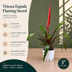 Bromeliad Flaming Sword Live Plant with Flower, Bromeliads Live Plant, Flowering Indoor Plants, Perfect Mothers Day Plants Gift, Colorful Live Plants