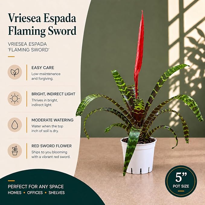 Bromeliad Flaming Sword Live Plant with Flower, Bromeliads Live Plant, Flowering Indoor Plants, Perfect Mothers Day Plants Gift, Colorful Live Plants