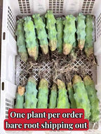 Live Bare Root Boobie Cactus 5~6 inches Tall (Myrtillocactus geometrizans ‘Fukurokuryuzinboku’) – Rare Collector Plant