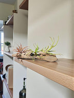 Rainforest Grown 10 Pack Assorted Air Plants - Live Tillandsia - Easy Care House Plants -