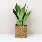 Live Plant Sansevieria Moonshine in 4'' Pot – Easy Care Snake Plant with Silvery Green Foliage, Air-Purifying Houseplant for Home, Office & Gifts (Heat Pack Included)