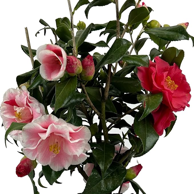 Blooming & Beautiful - Lady Vansittart Camellia - 3 Gal - Evergreen Shrub - Multi-Colored Blooms Pink Red White Splashes - Zones 7-9 – Camellia Japonica ‘Lady Vansittart’ - 3 Gallon Pot
