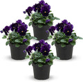 Live Healthy Flowering Pansies - Purple (4 Plants Per Pack), Beautiful Winter Color, 6" Tall by 4" Wide in 1 Pint Square Pot
