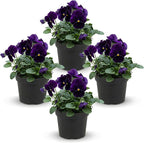 Live Healthy Flowering Pansies - Purple (4 Plants Per Pack), Beautiful Winter Color, 6" Tall by 4" Wide in 1 Pint Square Pot
