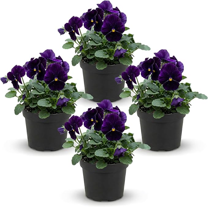 Live Healthy Flowering Pansies - Purple (4 Plants Per Pack), Beautiful Winter Color, 6" Tall by 4" Wide in 1 Pint Square Pot