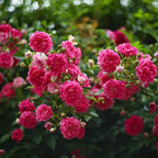 Climbing Rose Seeds for Planting, 608+pcs Perennial Rose Rosa Flower Seeds Plants, Non-GMO Heirloom Rare Attracts Pollinators Blooms Flowers Plants for Home Garden Outdoors Indoors