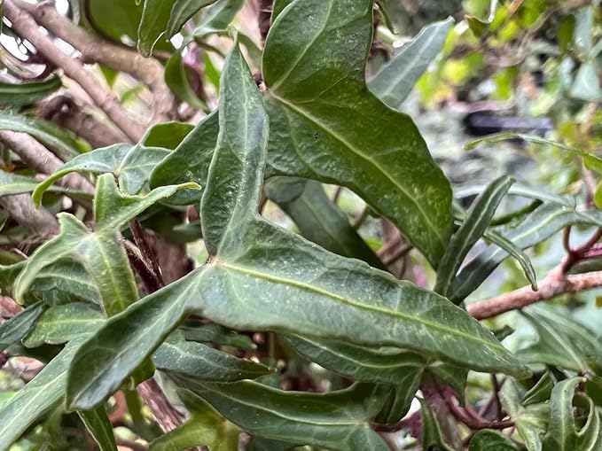 RedCrocus Algerian Ivy Hedera Algeriensis Tripod Climbing Vine for Indoor & Outdoor Decor, Wall Cover, Fence, Garden, Container, Pet Safe 8" Pot
