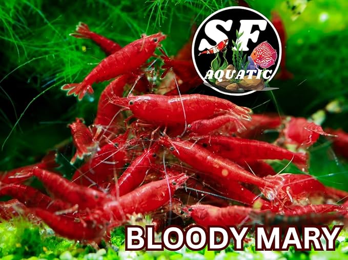 SF Aquatic™ Choose Your Favorite Color High Grade Neocaridina Live Freshwater Aquarium Shrimps Fully Mature Breeding Age. Live Arrival Guarantee. (Bloody Mary, 20 Shrimps)