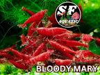 SF Aquatic™ Choose Your Favorite Color High Grade Neocaridina Live Freshwater Aquarium Shrimps Fully Mature Breeding Age. Live Arrival Guarantee. (Bloody Mary, 20 Shrimps)
