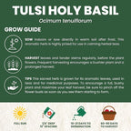 Tulsi Holy Basil – 3,250 Premium Seeds for Planting – Aromatic, Sacred, Vigorous Growth for the 2026 Season – 1 Gram Pouch