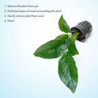 SubstrateSource Anubias Live Aquarium Plants - Potted Freshwater Plant for Fish Tanks, Terrariums - Beginner Friendly Low Light (Heterophylla, 1 Pot)