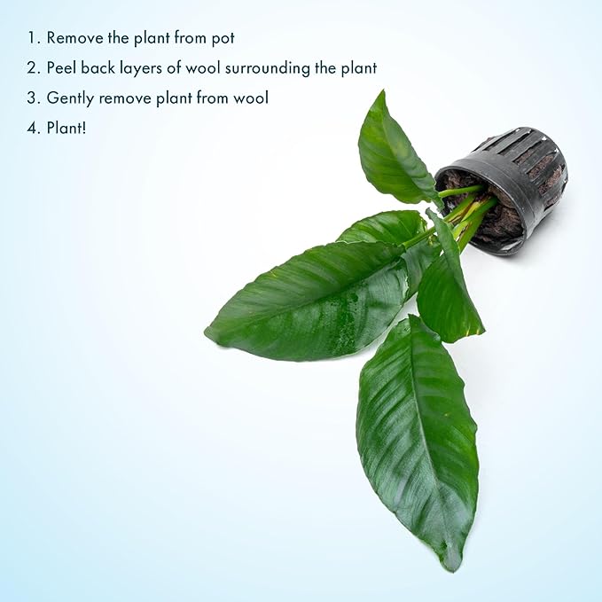 SubstrateSource Anubias Live Aquarium Plants - Potted Freshwater Plant for Fish Tanks, Terrariums - Beginner Friendly Low Light (Heterophylla, 1 Pot)