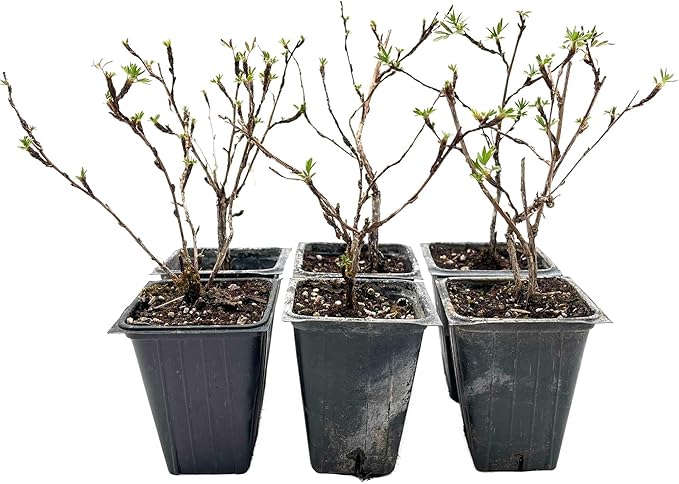 6 Goldfinger Potentilla – Compact Flowering Shrub with Golden Blooms for Borders, Accents & Containers (Potentilla fruticosa ‘Goldfinger’) in 3.5” Cubes, Live Plants
