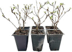 6 Goldfinger Potentilla – Compact Flowering Shrub with Golden Blooms for Borders, Accents & Containers (Potentilla fruticosa ‘Goldfinger’) in 3.5” Cubes, Live Plants