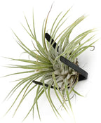 ArtAK Wall Planters for Air Plants & Orchids | Vertical Mount Holders | Hanging Terrariums & Plant Hooks | Indoor/Outdoor Modern Display (Plants Not Included) – Set of 5 Air Knots B5