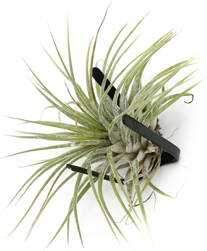ArtAK Wall Planters for Air Plants & Orchids | Vertical Mount Holders | Hanging Terrariums & Plant Hooks | Indoor/Outdoor Modern Display (Plants Not Included) – Set of 5 Air Knots B5