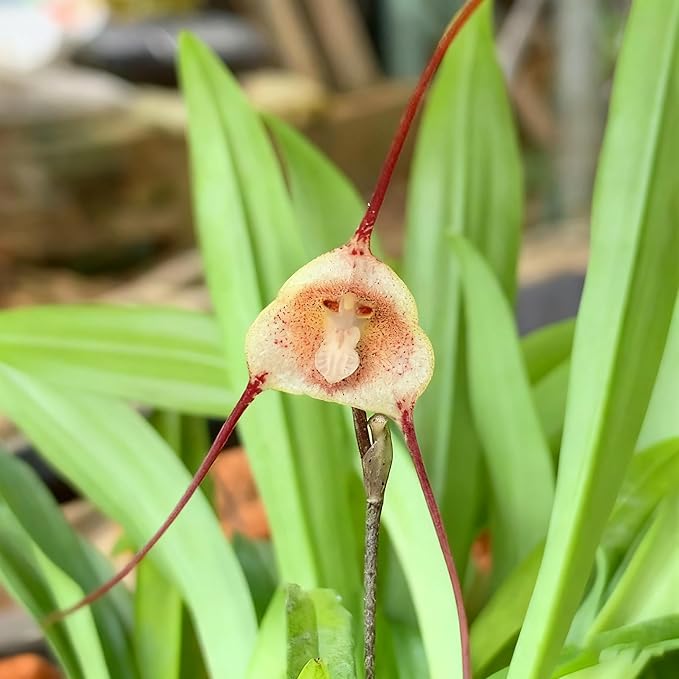 200+ Monkey Orchid Seeds for Planting, Perennial Rare Monkey Orchid Seed, Non-GMO Dracula Flowers Seeds for Bonsai Decoration, Home Garden