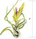 ragnaroc Air Plants - Flowering Tillandsia Caput Medusae, Large 5-7" - 1ct - Live Arrival Guaranteed - House Plants for Home Decor & Gift