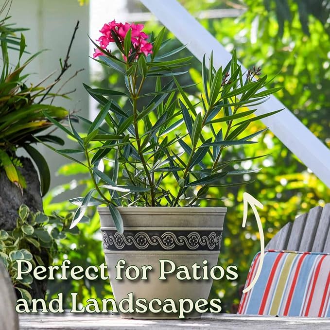 Calypso Pink Oleander Bush - Live Flower Plants - Tropical Plants of Florida - 26" to 30" Overall Height (Plant Only)