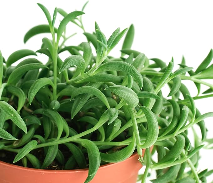 Shop Succulents String of Bananas Hanging Succulent, Senecio Radicans, Fully Rooted Live 4" Succulent Plant, Low Maintenance Indoor Plant, Trailing Succulents, Gift & Garden