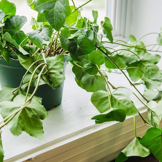 PERFECT PLANTS Green English Ivy | Hedera Helix | Easy Care Houseplant | Perfect for Moderate to Bright Light Conditions, 6 in Grower's Pot, | Air Purifying, 6in. Grower's Pot