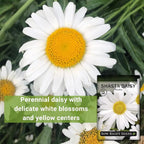 Sow Right Seeds - Shasta Daisy Seeds for Planting - Perennial Shasta Alaska Daisies - Non-GMO Heirloom Variety - Ideal for Outdoor Gardens - Easy to Grow - Drought Tolerant - Attracts Pollinators (2)