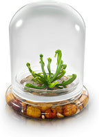 Bloomify Terrarium Cobra Lily–Carnivorous Live Pitcher Plant– Self-Growing – Zero Maintenance Terrarium Plants – Long-Lasting Carnivorous Plants Live - Ecosystem Terrarium – Darlingtonia Californica,