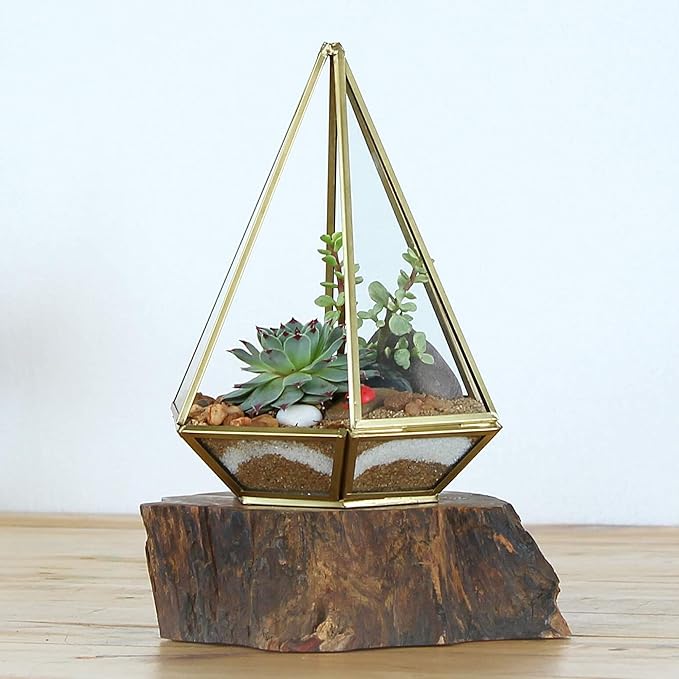 Shop Succulents | Unique Collection of Live Succulent Plants, Hand Selected Variety Pack of Mini Succulents | Collection of 12