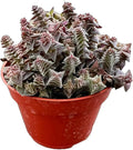 Live Succulents 'Crassula corymbulosa' (4-inch), Succulent Plants Fully Rooted in Pots with Soil, Easy-Care House Plant for DIY, Home Office Decor, Wedding Party Favor