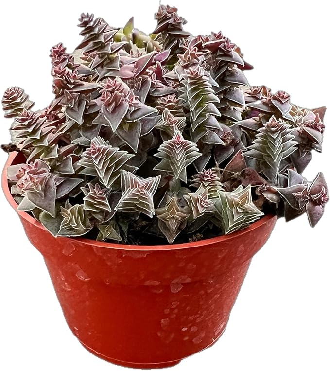 Live Succulents 'Crassula corymbulosa' (4-inch), Succulent Plants Fully Rooted in Pots with Soil, Easy-Care House Plant for DIY, Home Office Decor, Wedding Party Favor