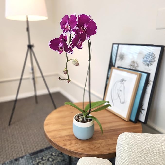 Large Purple Live Orchids Blooming in 5" Blue & White Orchid Pot, Pet Friendly Live Plant Gifts for Plant Lovers, Approx. 22"+ Tall, Real Houseplants, Phalaenopsis Moth Flowers by Plants for Pets
