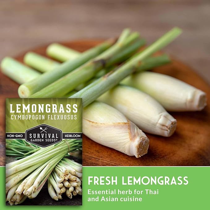 Lemongrass Seeds for Planting - Lemon Scented Asian Lemongrass for Your Home Vegetable Garden - Heirloom Non-GMO Open-Pollinated - Survival Garden Seeds (3 Packs)