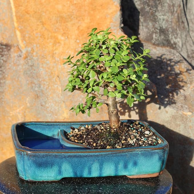 Brussel's Bonsai Live Dwarf Jade Bonsai Tree, Indoor - Medium, 4 Years Old, 8 to 12 Inches Tall - Jade Tree in Decorative Water Bonsai Pot