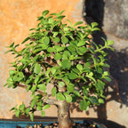 Brussel's Bonsai Live Dwarf Jade Bonsai Tree, Indoor - Medium, 4 Years Old, 8 to 12 Inches Tall - Jade Tree in Decorative Water Bonsai Pot