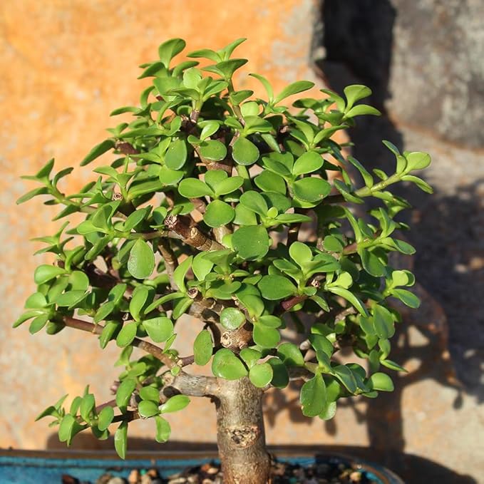 Brussel's Bonsai Live Dwarf Jade Bonsai Tree, Indoor - Medium, 4 Years Old, 8 to 12 Inches Tall - Jade Tree in Decorative Water Bonsai Pot