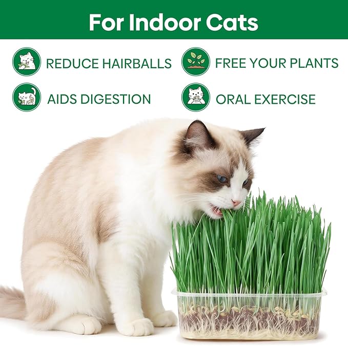 Groundio Cat Grass Seeds, All in 1 Growing Kit for Indoor Cats, Organic Cat Grass Seed with High Germination Rate, Heirloom | Non-GMO | Coco Coir | BPA Free Container