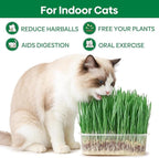Groundio Cat Grass Seeds, All in 1 Growing Kit for Indoor Cats, Organic Cat Grass Seed with High Germination Rate, Heirloom | Non-GMO | Coco Coir | BPA Free Container