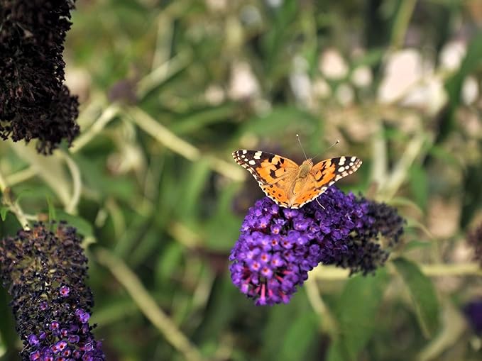 Greenwood Nursery: Live Shrub Plants - Monarch Blue Knight Butterfly Bush + Buddleja/Buddleia Davidii - [Qty: 10x Pint Pots] - (Click for Other Available Plants/Quantities)