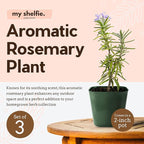 My Shelfie - Rosemary Plant Starter, Aromatic Rosemary Plants Live in 2-Inch Pot, Live Plants 2-3 Inch Tall, Blue-Purple Rosemary Herb Plants, Bee-Friendly, 3 Pieces, Green